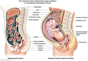Pearson-Education-Inc-female-anatomy-pregnant